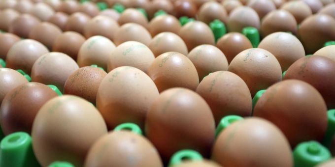 Mehr Importe - Teuerung und frühe Ostern: Der Schweiz droht Eiermangel