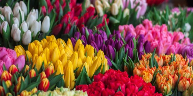 Tulpe quietschen Stängel Blatt