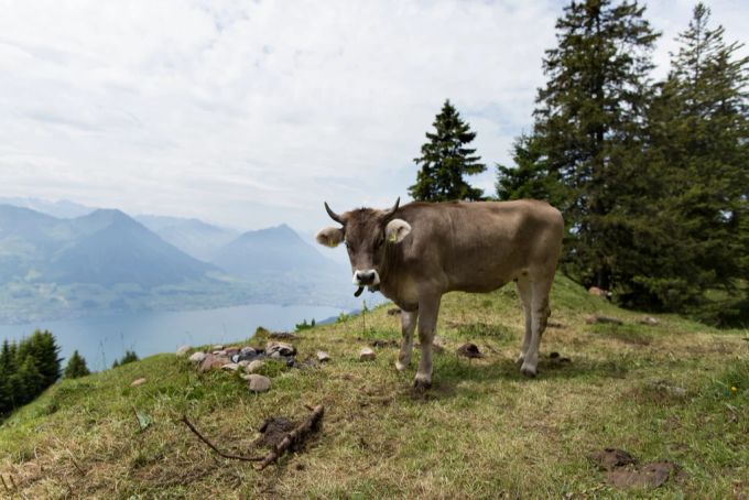Wer wandert kann das Land- und Dorfleben geniessen. Dorfleben