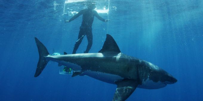 Weisser Hai reisst Taucher in Mexiko Kopf ab
