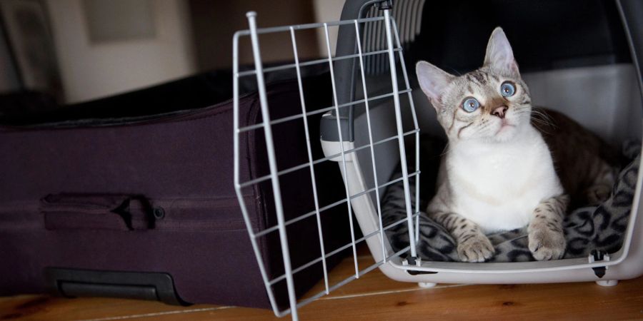 Katze in Transportbox