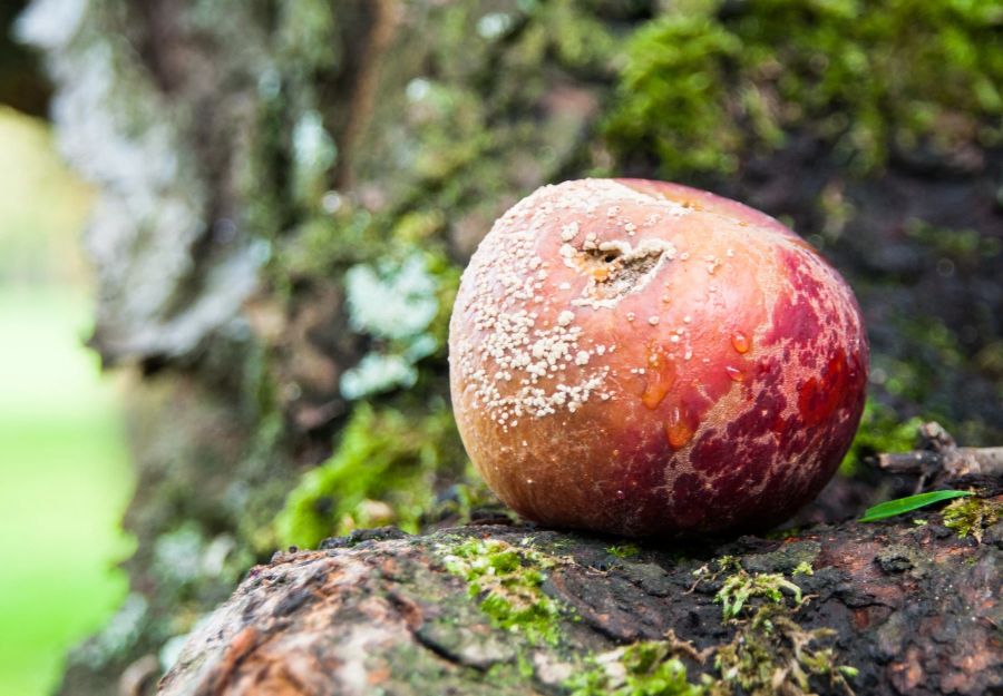 Apfel Schimmel