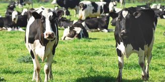 Starkes Zeichen - Grüne wollen Grundrechte für Tiere verankern Starkes Zeichen - Grüne wollen Grundrechte für Tiere verankern