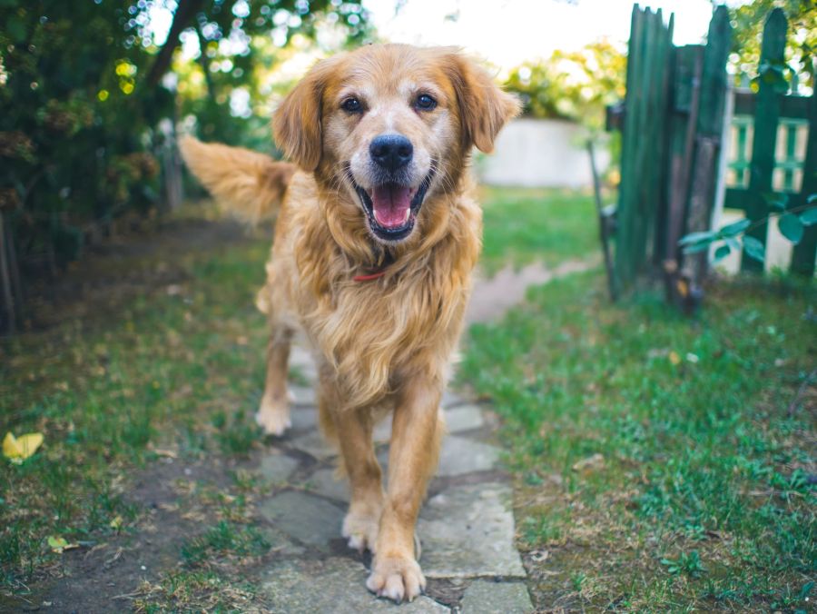 Hund bellen Garten Weg