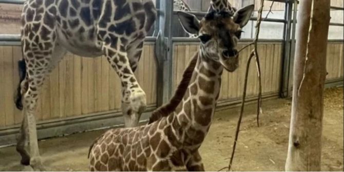 Rothschildgiraffe