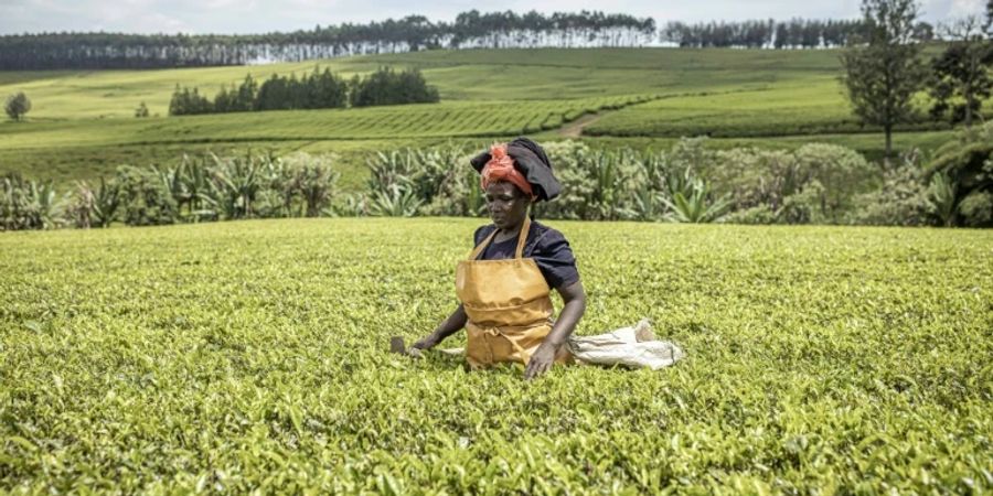 Arbeiterin in Musereita in Kenia