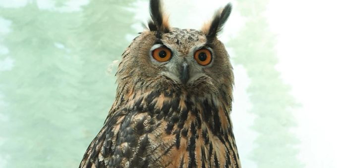 Flaco, der Uhu, scheint den Zoo nicht wirklich zu vermissen. flaco the owl