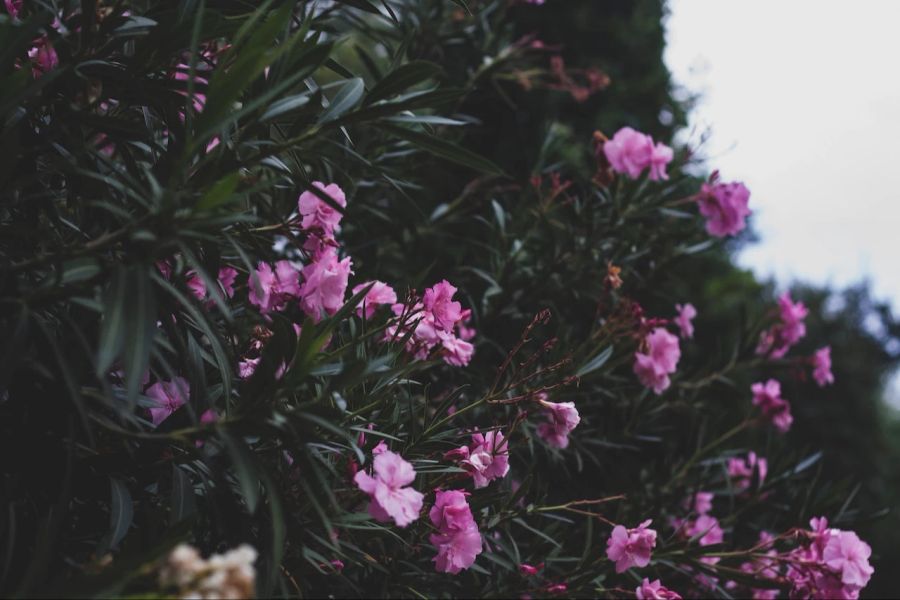 Oleander Blüten Triebe rosafarben