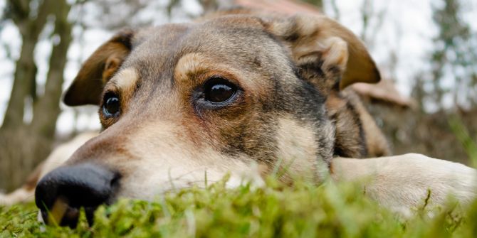 Hund mit traurigen Augen