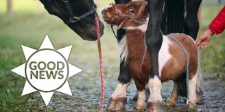 Good News - Mini-Shetland-Pony Pumuckel als Therapiepferd tätig