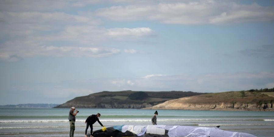 Gestrandeter Wal in der Bretagne