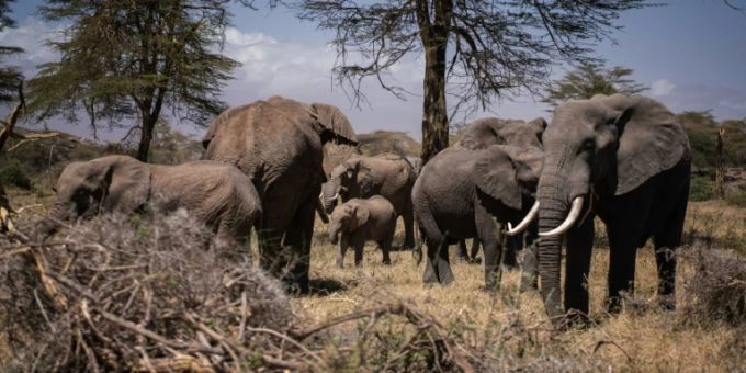 Eine Elefantenkuh hat im sambischen Nationalpark South Luangwa zwei Touristinnen tödlich angegriffen. (Symbolbild) Elefanten