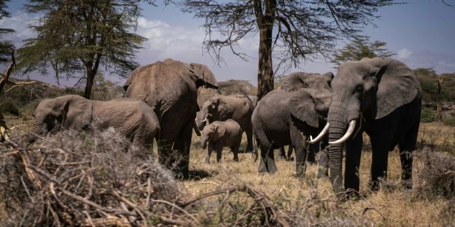 Elefanten in Kenia