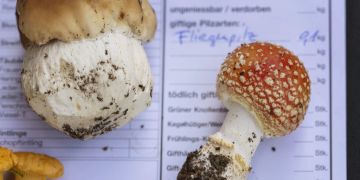 pilze