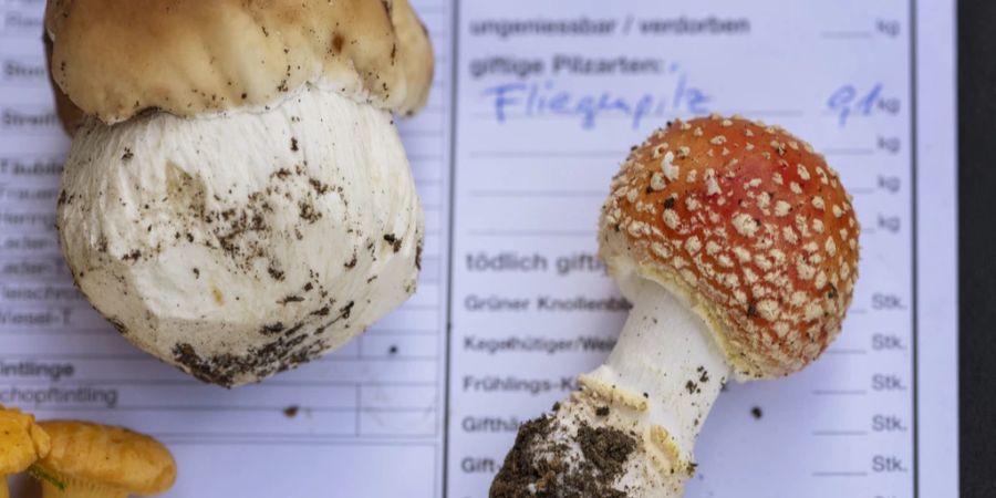 pilze