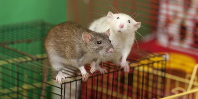 Ratten zeigen, dass soziale Erfahrungen und Hilfe wichtiger für Kooperation sind als genetische Ähnlichkeit. (Symbolbild) Zwei Ratten