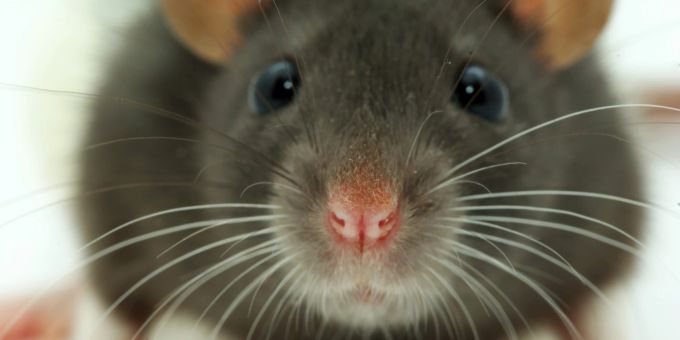 Durch den Kontakt zu Urin oder etwa Hautschuppen können Allergiesymptome zum Vorschein kommen. Ratte