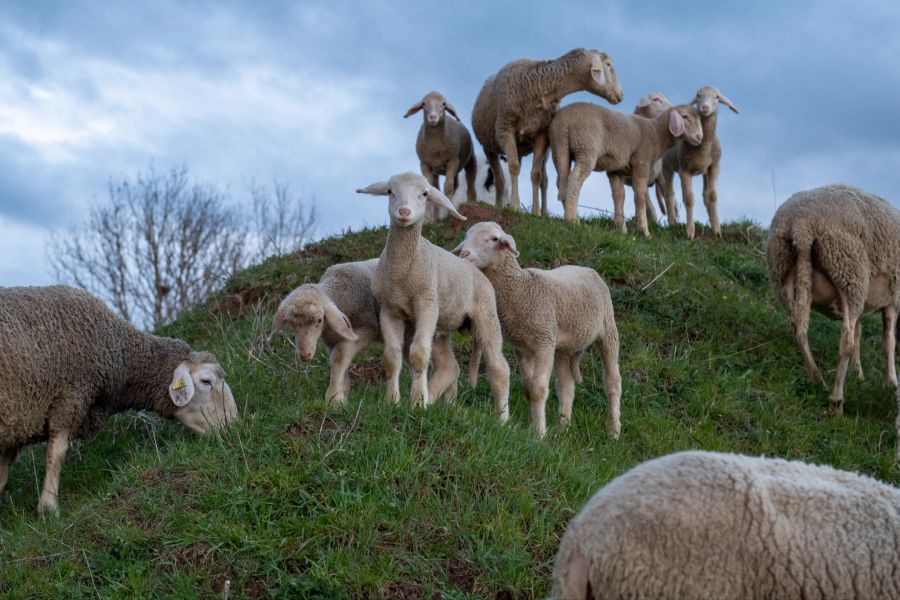 Tierschutz