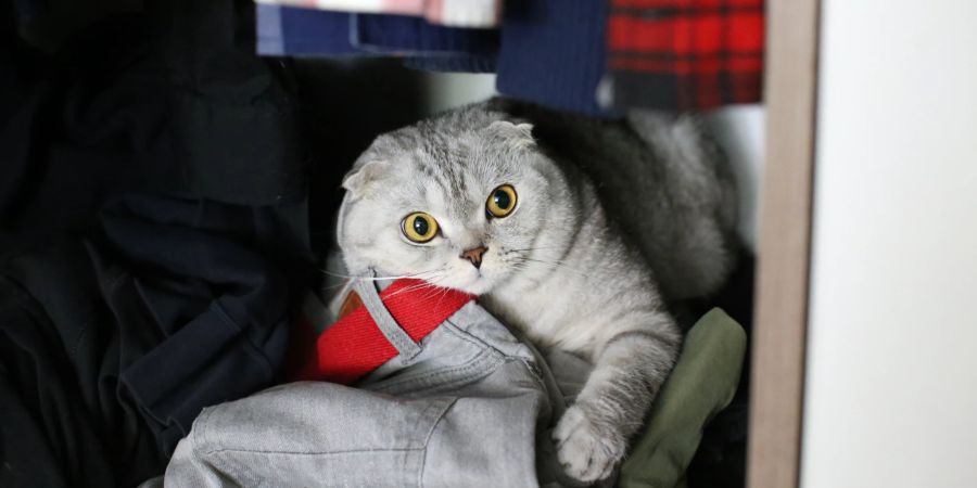 Katze im Kleiderschrank