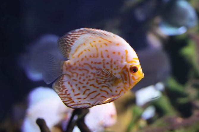 Fisch Aquarium Geruchssinn Riechen