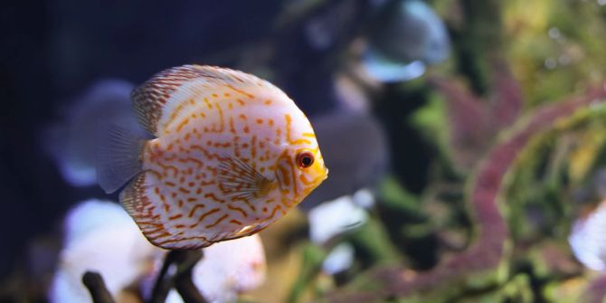 Fisch Aquarium Geruchssinn Riechen