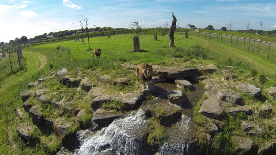 So sieht «Lion Country» im Yorkshire Wildlife Park aus: Insgesamt 13 «African Pride»-Löwen leben dort.