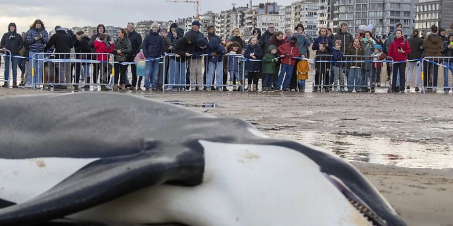 toter orca und zuschauende