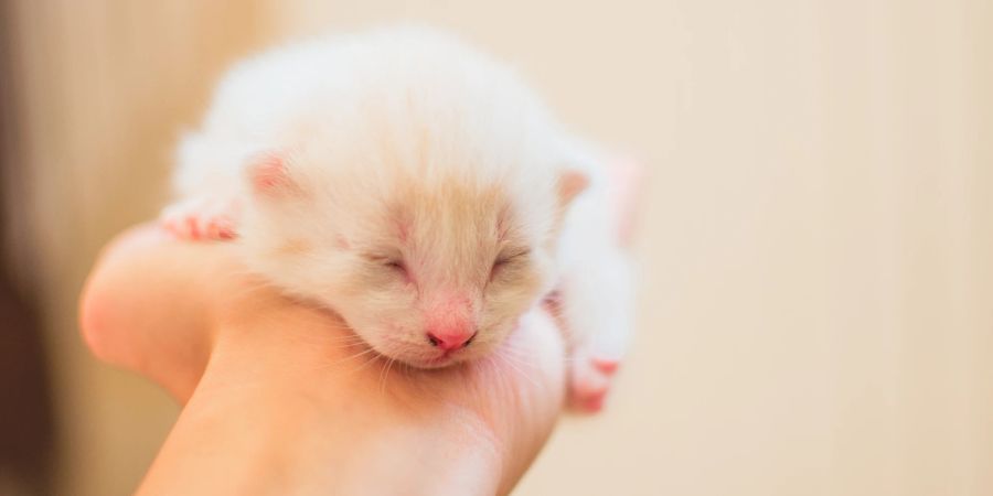 Baby Katze auf Hand