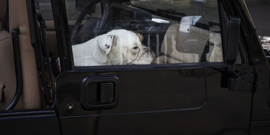 Hund in Auto