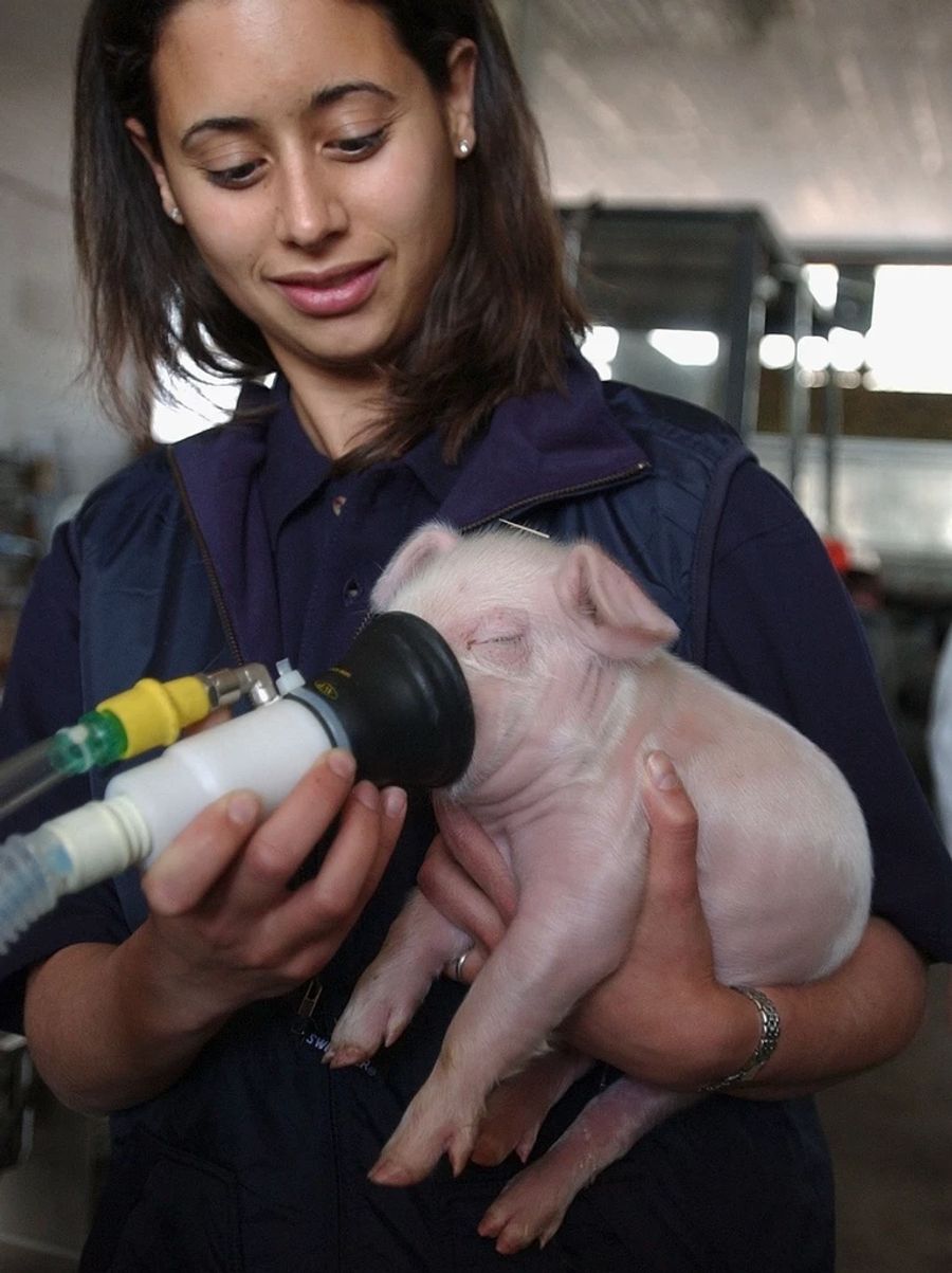 Zewo Schweizer Tierschutz STS