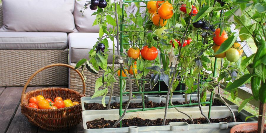 Gemüse lässt sich auch prima auf dem Balkon anbauen.