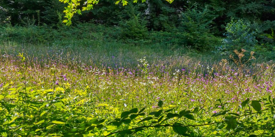 Waldlichtung mit wilden Blumen und Kräutern.