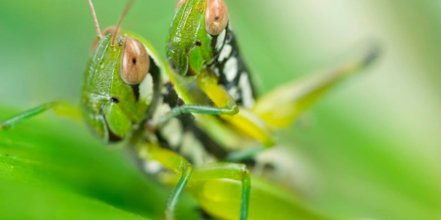 Heuschreckensex