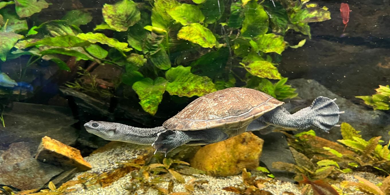 So können sich Schildkröten und Fische ein Aquarium teilen Nau Tiere