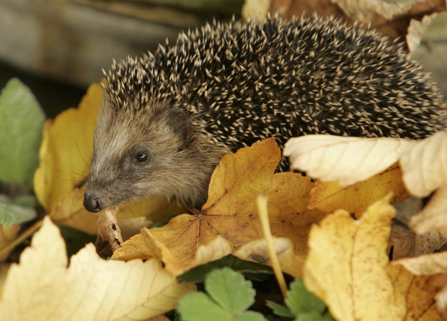 Ein Tierschützer warnt davor, mit dem Auto über Laubhaufen zu fahren – es könnten sich kleine Tiere darunter befinden. Zum Beispiel Igel. (Archivbild)