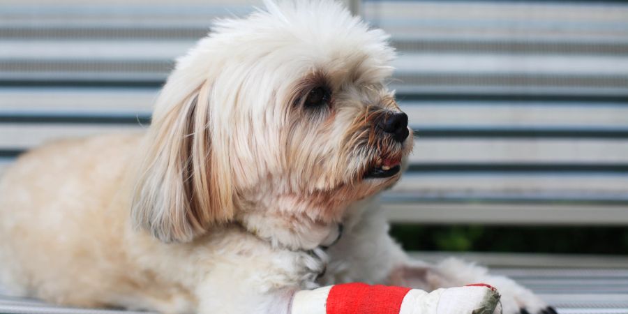 Hund mit Bandage