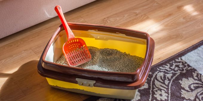 Ein Katzenklo sollte regelmässig gereinigt werden. Katzenklo