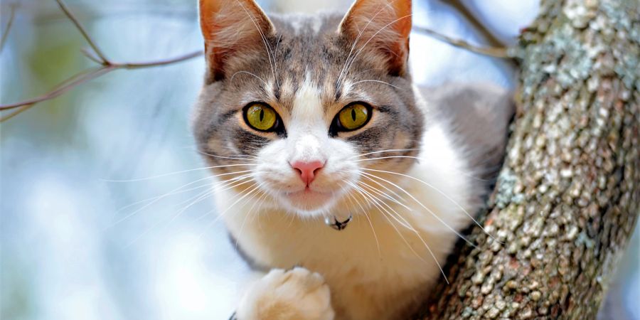 Katze Vogel Baum