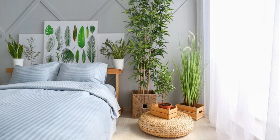 Zimmerpflanzen und Wandbilder haben eine grosse Wirkung.