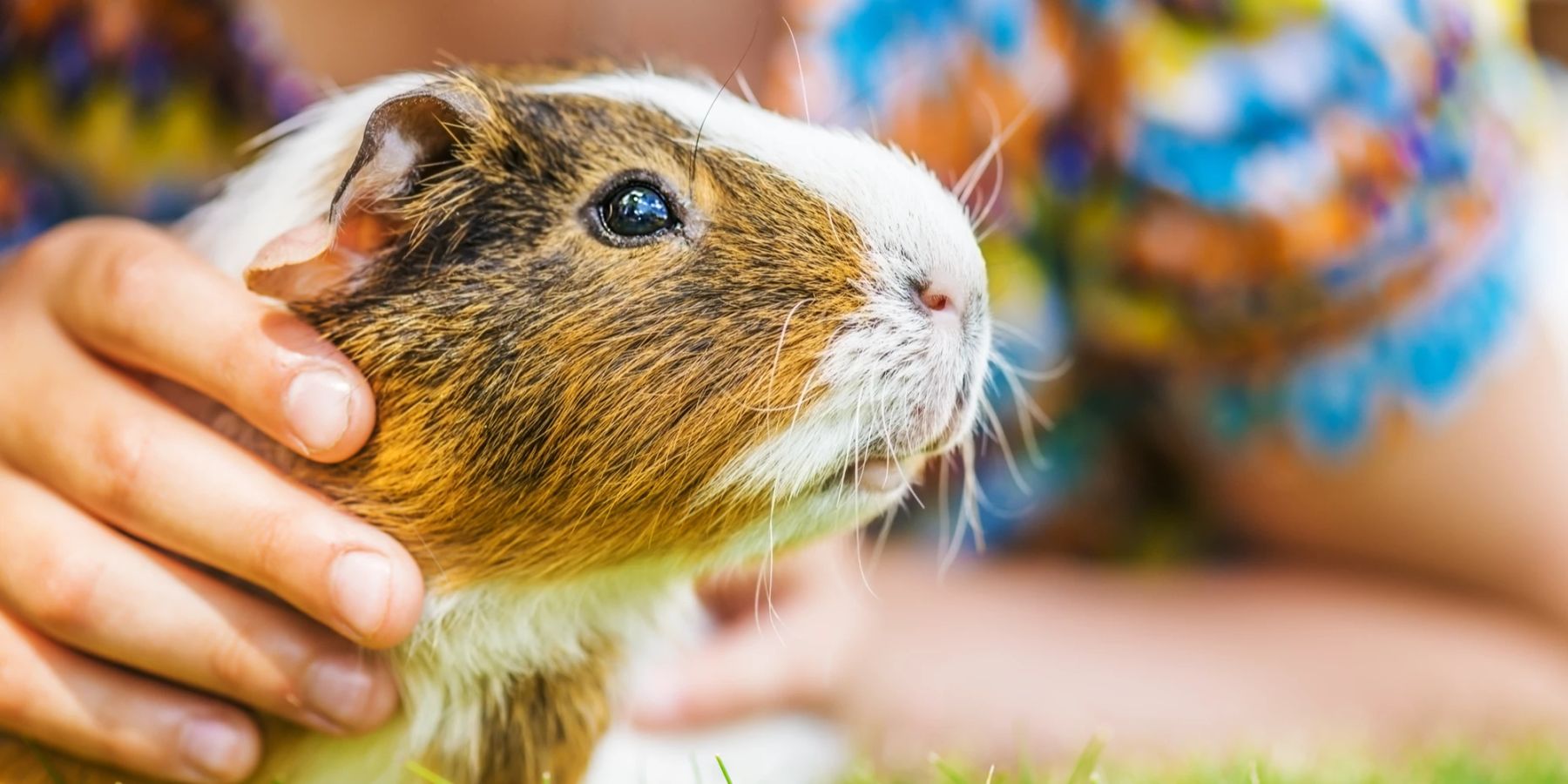 Wie Groß Wird Ein Meerschweinchen tiere.nau.ch