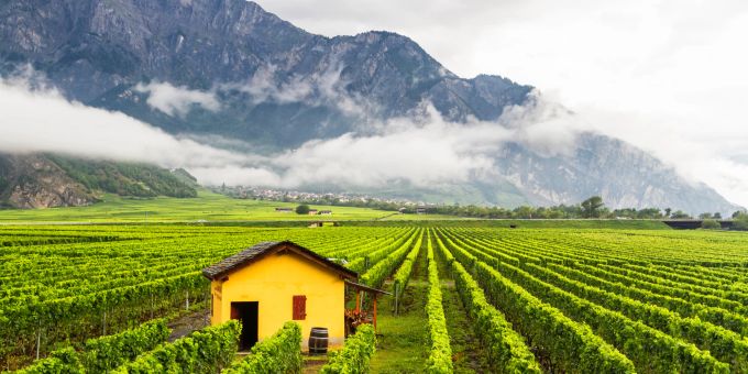 Weinberg im Kanton Wallis, nahe Sion und Martigny. Die Region bietet viele Genusserlebnisse. Weinberg