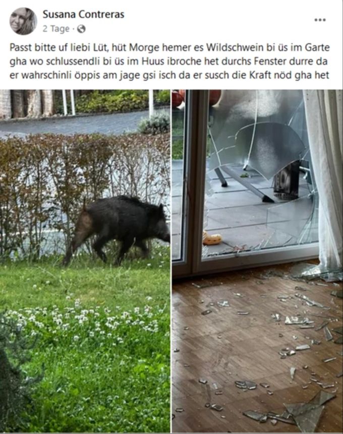 In den sozialen Medien sind die zerbrochene Scheibe der Terrassentür und das flüchtende Wildschwein zu sehen. wildschwein einbruch scheibe