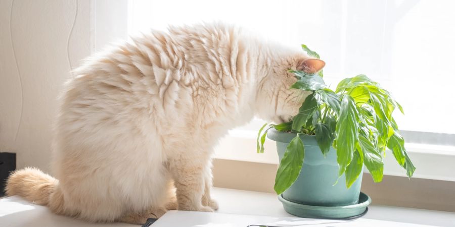Katzen knabbern gerne an Zimmerpflanzen, welche für sie giftig sein können. Mit Katzengras wird ihnen eine sichere Alternative angeboten.