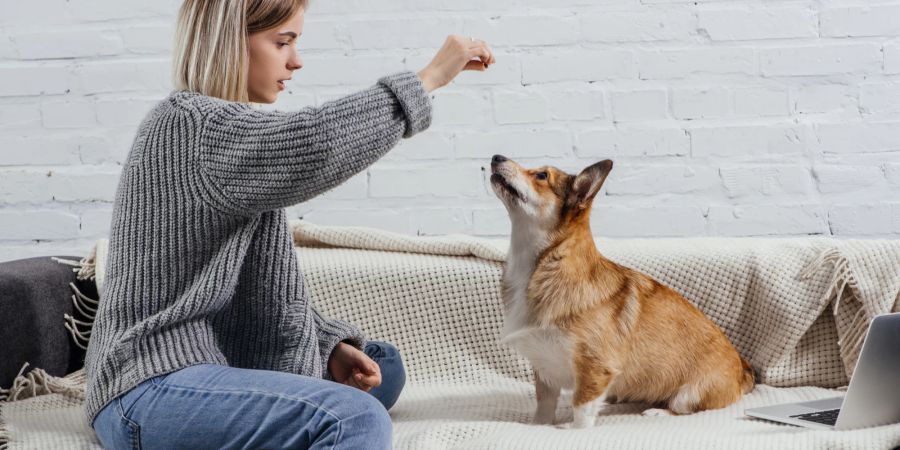 Frau trainiert kleinen Hund