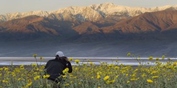 Death Valley See Blumen