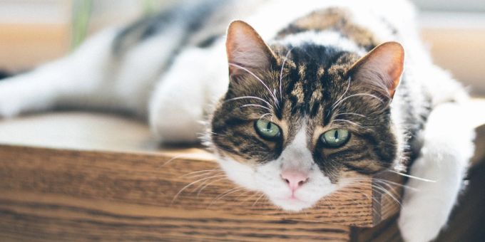 Im Alter benötigen Katzen eine andere Ernährung als in jungen Jahren. Weisse Katze