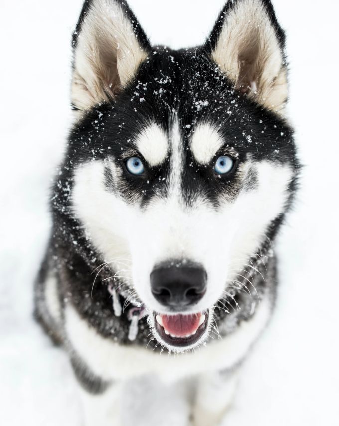 Faszinierend und schön: ein Husky. Ein Husky