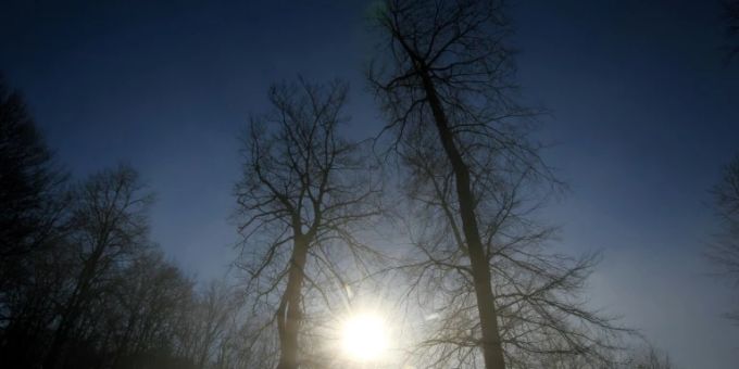 Bäume in der Sonne Bäume in der Sonne