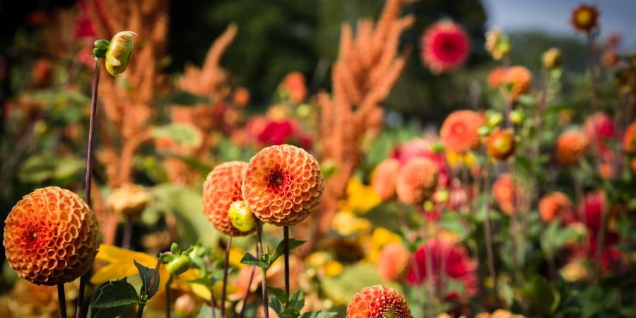 Blumenwiese Dahlien orange rot