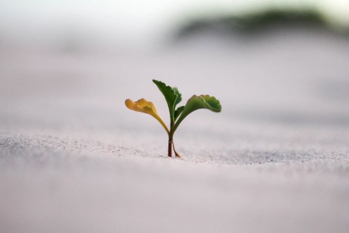Wenn Sie Ihren Träumen und Wünschen Aufmerksamkeit und Zeit schenken, beginnt das Pflänzchen plötzlich zu wachsen. Pflänzchen